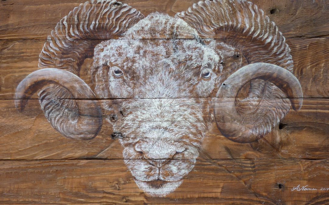 “Ramshackle” Dorset Ram on Pallet Wood