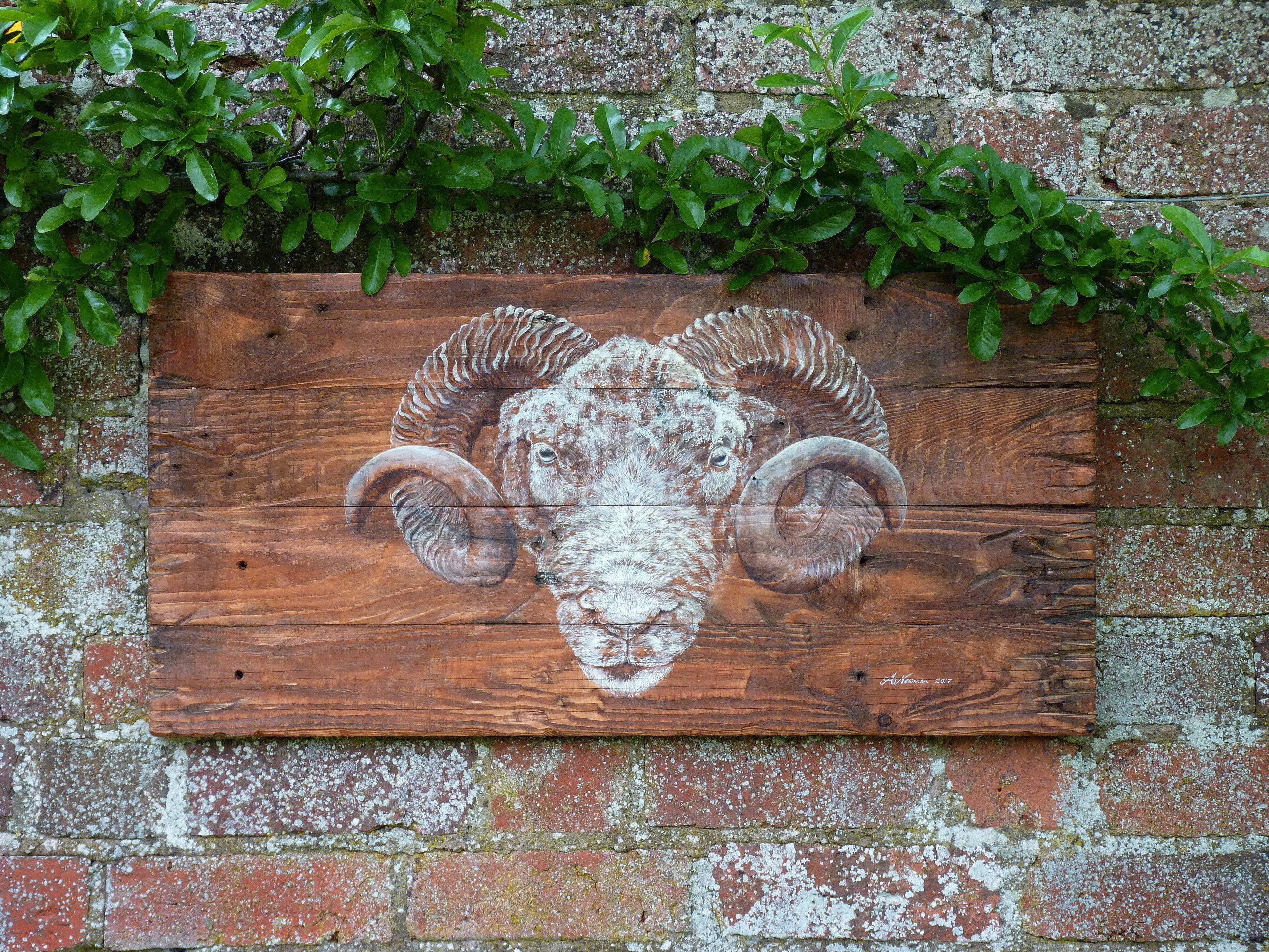 Dorset Sheep portrait